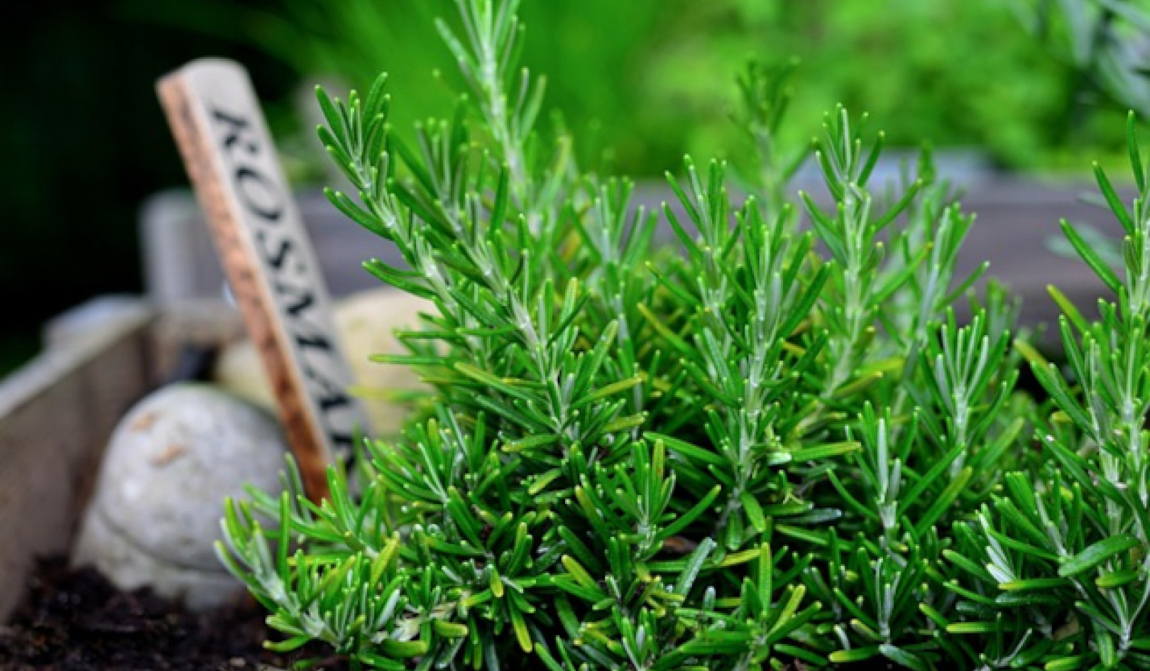 Rosemary: A Multiuse Herb for Vitality, Strength, and more